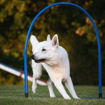 Hoopers_2