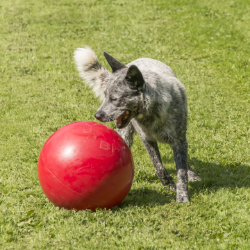 Treibball